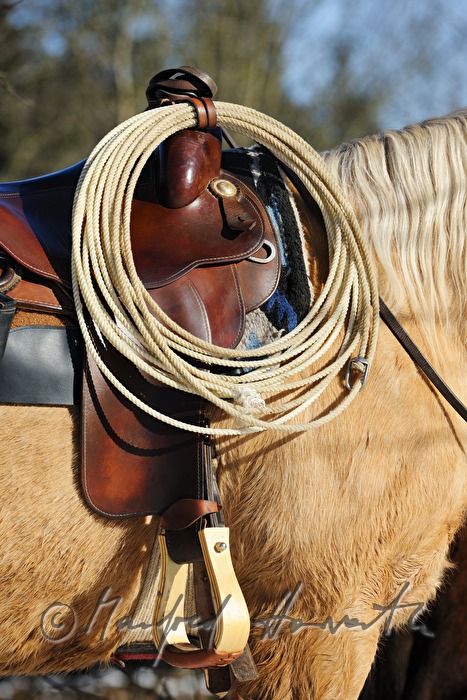 American Quarter Horse mit Western-Zaumzeug