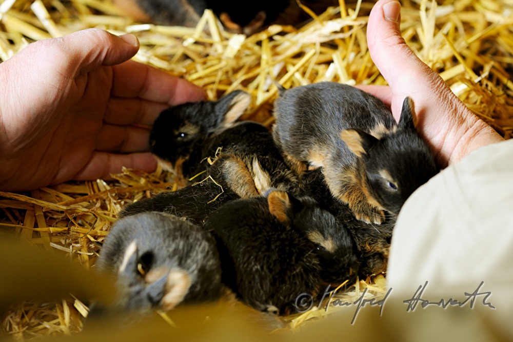 junges Kaninchen im Aufzuchtgehege