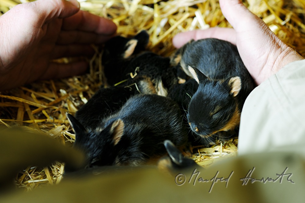 junges Kaninchen im Aufzuchtgehege