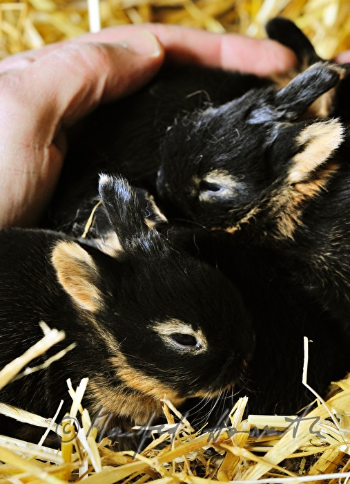 junges Kaninchen im Aufzuchtgehege