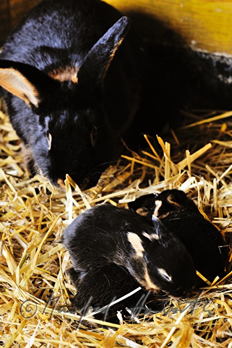 junges Kaninchen im Aufzuchtgehege