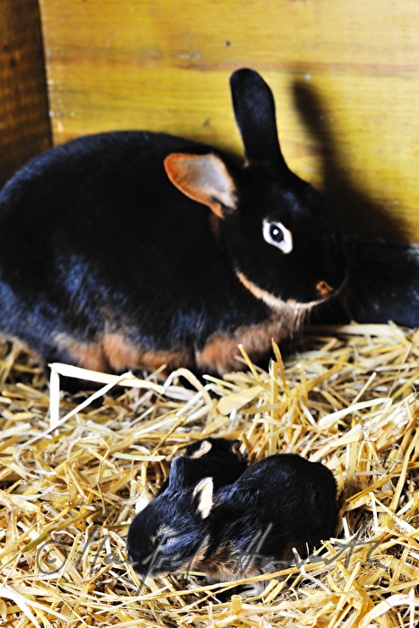 junges Kaninchen im Aufzuchtgehege