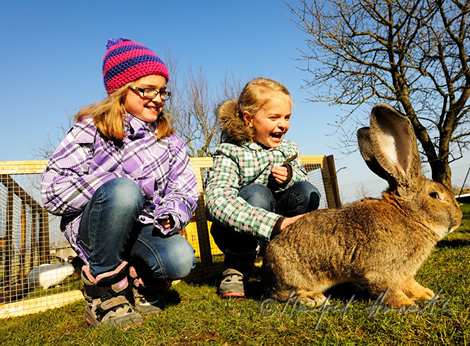 Riesenkaninchen im Garten des Tierzüchters