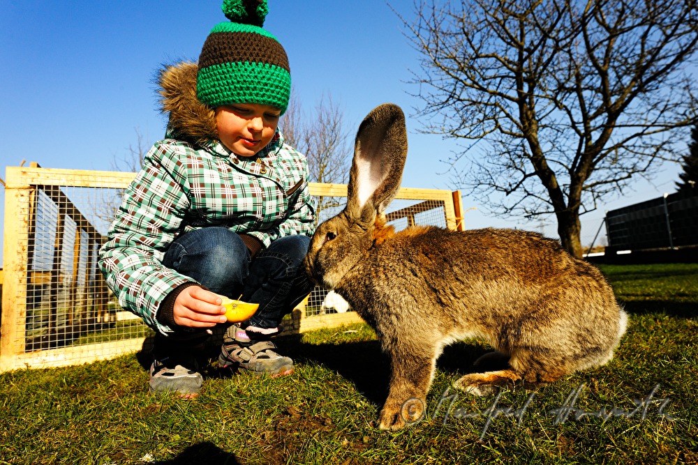 Riesenkaninchen im Garten des Tierzüchters