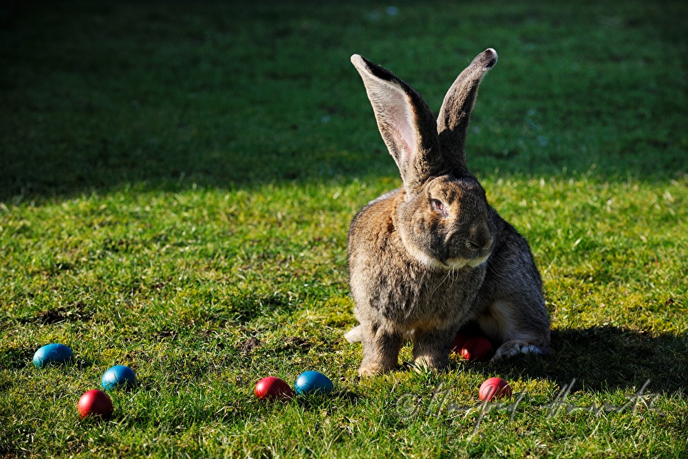 Riesenkaninchen im Garten des Tierzüchters