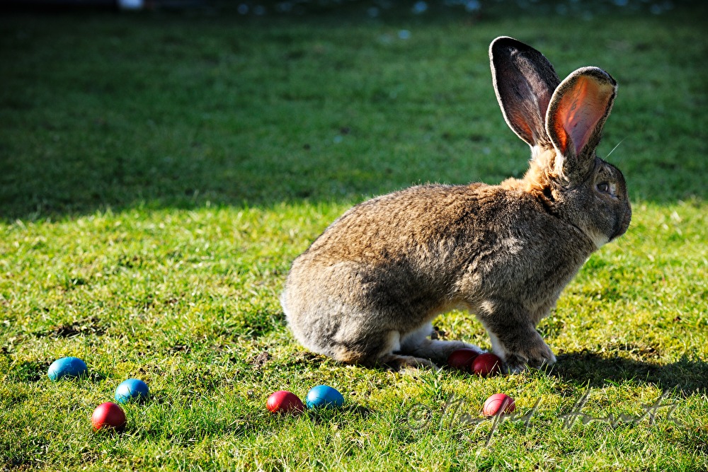 Riesenkaninchen im Garten des Tierzüchters