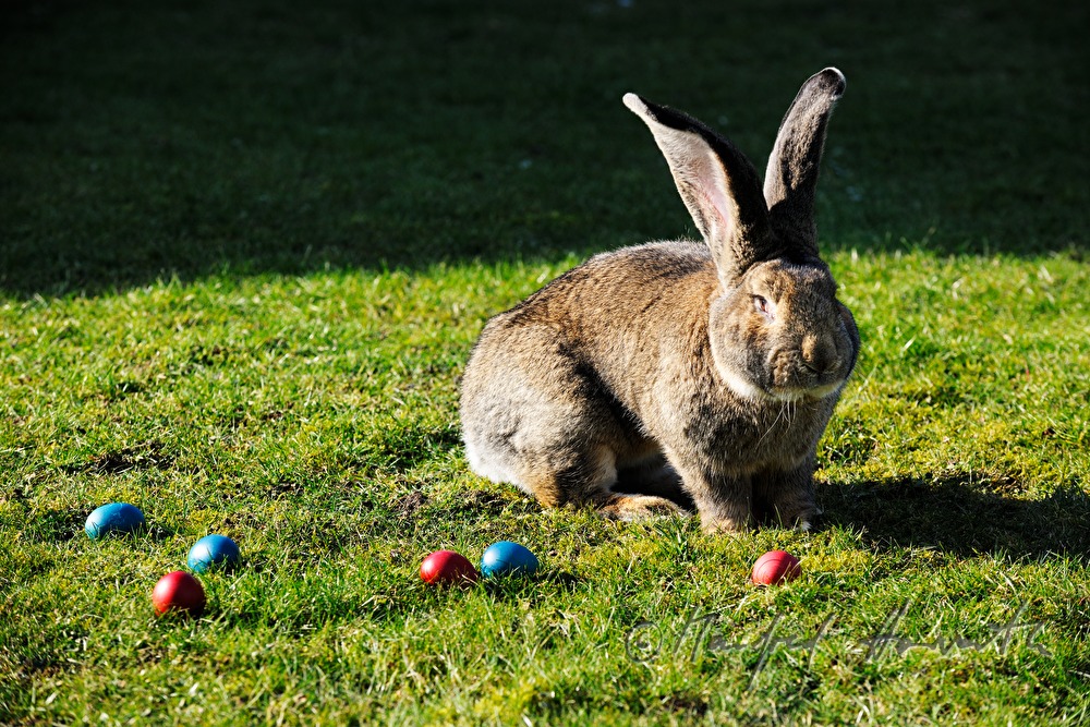 Riesenkaninchen im Garten des Tierzüchters