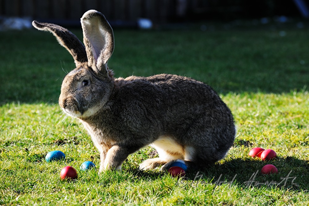 Riesenkaninchen im Garten des Tierzüchters