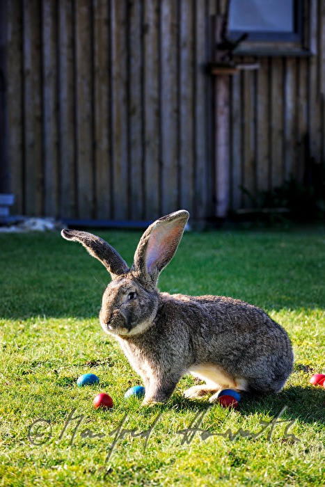 Riesenkaninchen im Garten des Tierzüchters