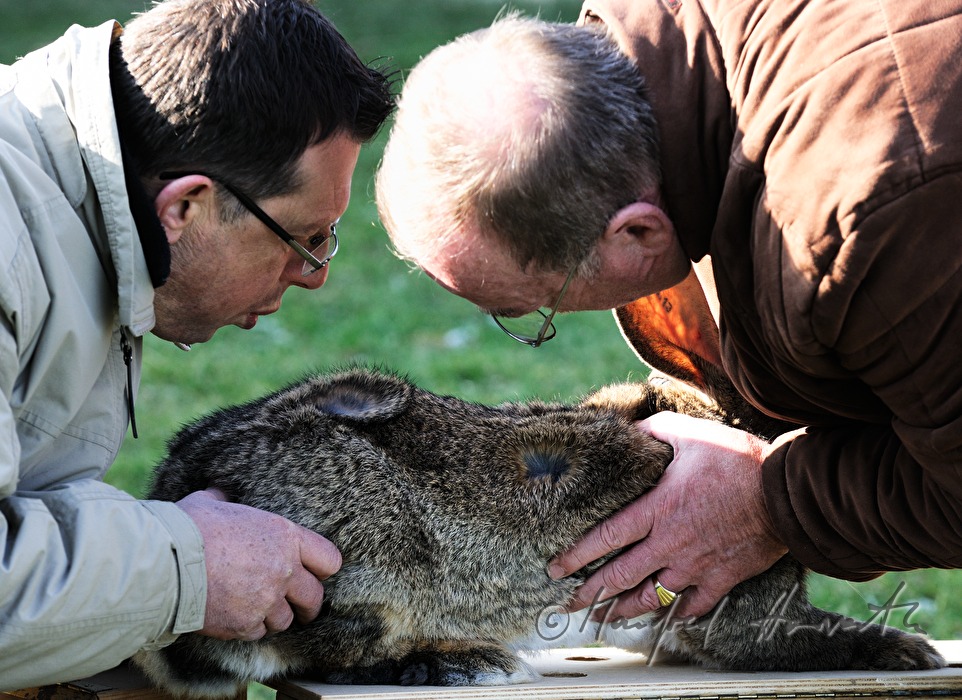 zwei Züchter beurteilen eine Riesen-Kaninchen