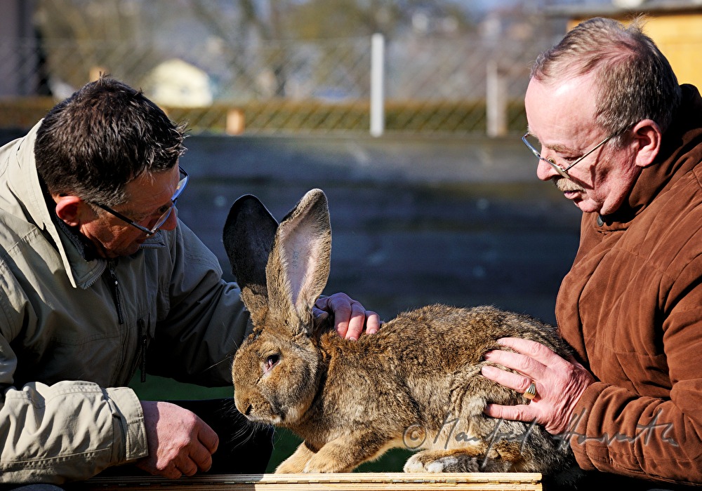zwei Züchter beurteilen eine Riesen-Kaninchen