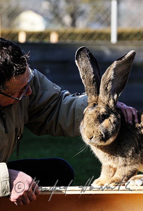 Züchter beurteilt eine Riesen-Kaninchen