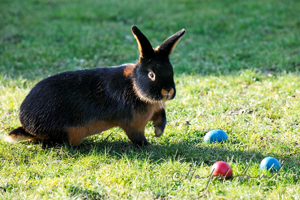 schwarzbraune Kaninchen im Gehege des Züchters