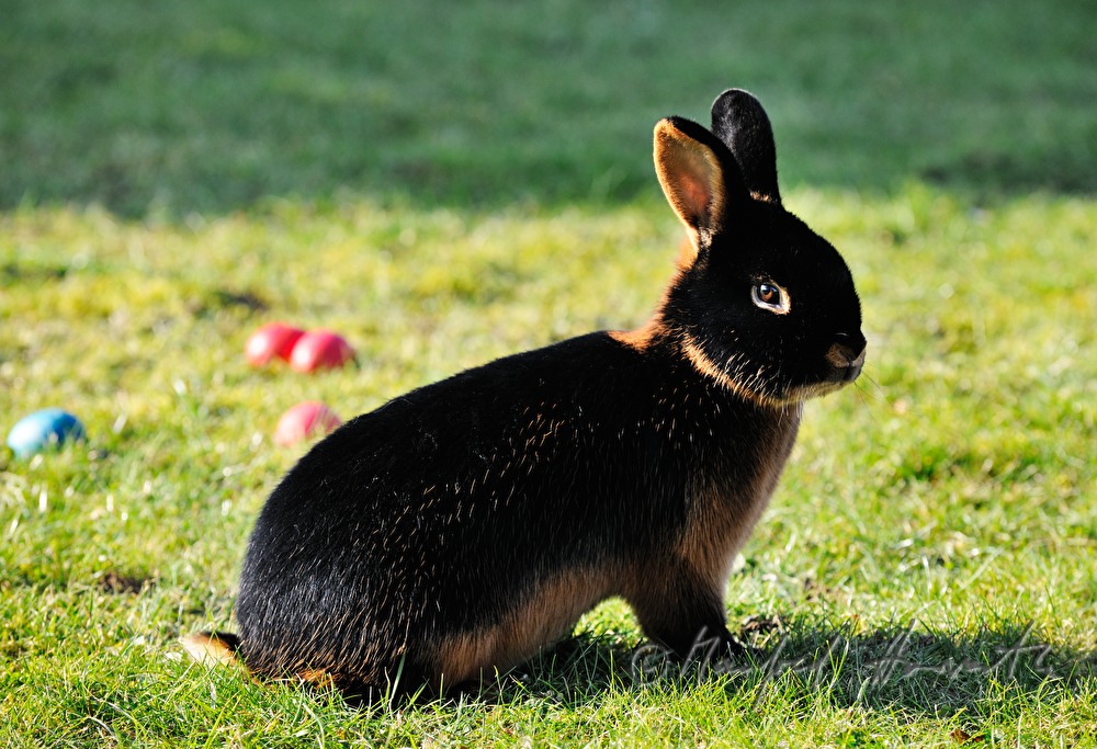 schwarzbraune Kaninchen im Gehege des Züchters