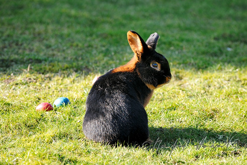 schwarzbraune Kaninchen im Gehege des Züchters