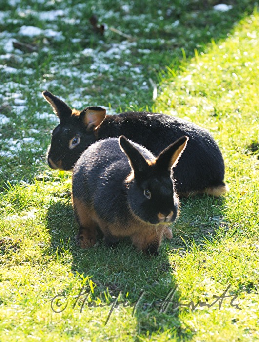schwarzbraune Kaninchen im Gehege des Züchters