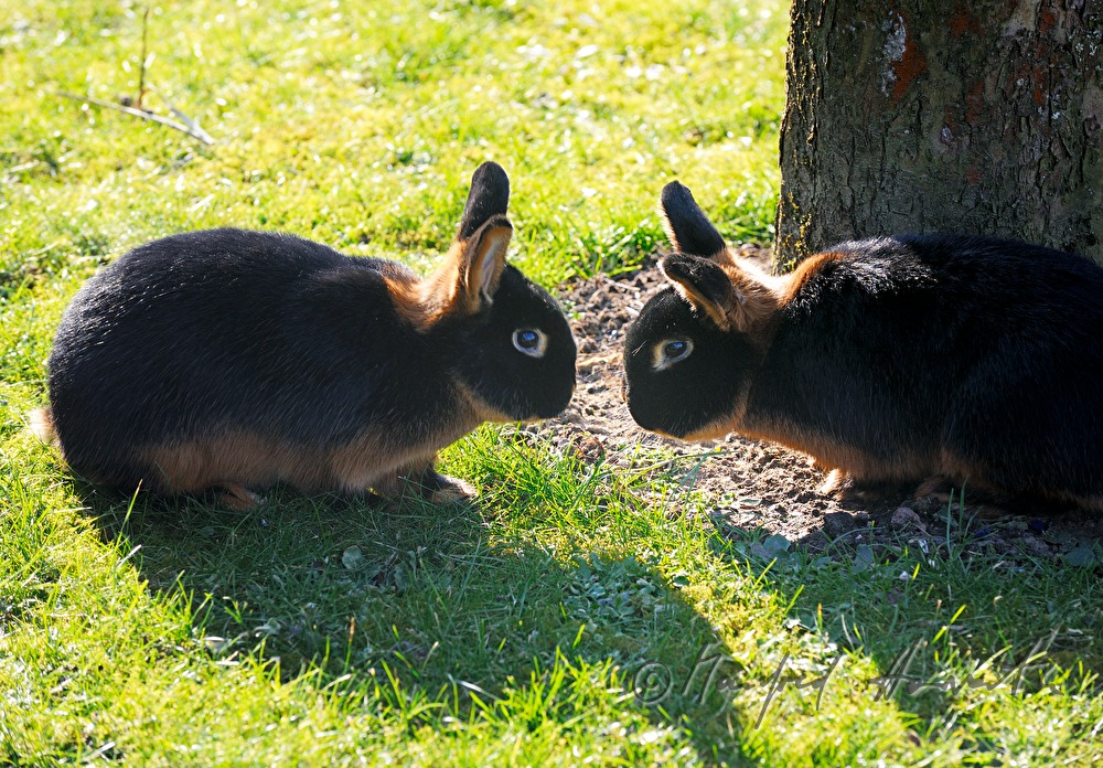 schwarzbraune Kaninchen im Gehege des Züchters