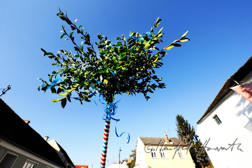 Osterbusch aus Buchsbaum-Zweigen