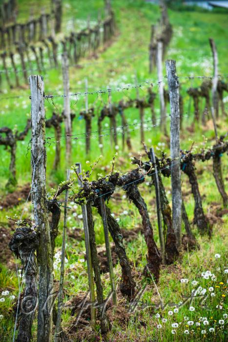 Weingarten mit jungen Trieben im Frühling