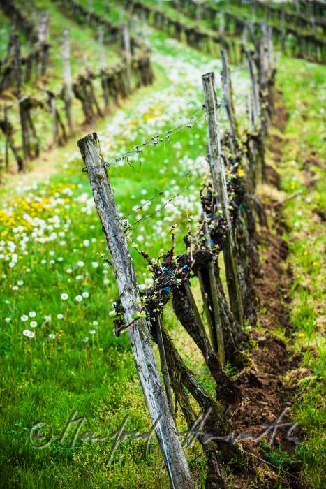 Weingarten mit jungen Trieben im Frühling