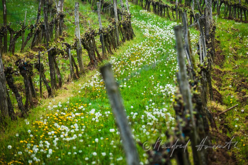 Weingarten mit jungen Trieben im Frühling