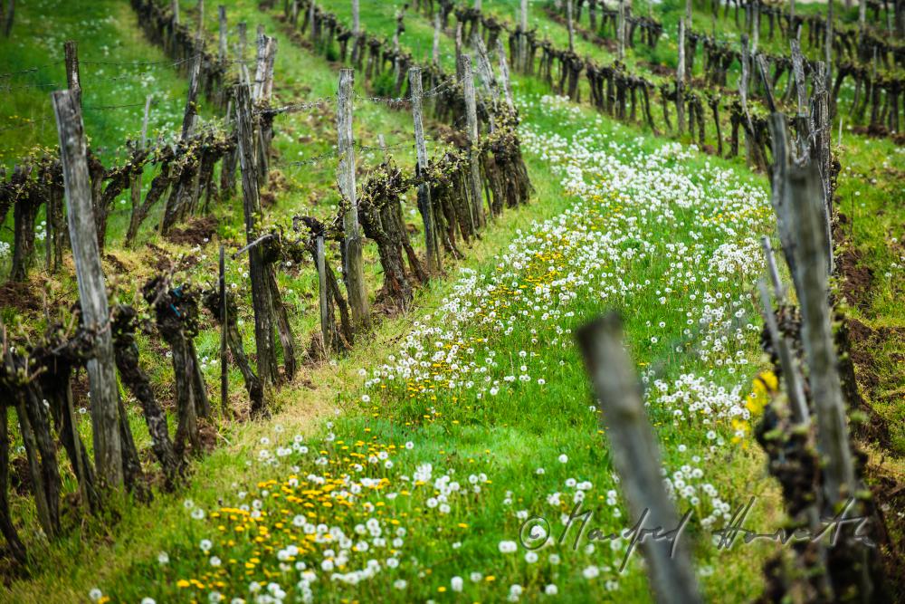 Weingarten mit jungen Trieben im Frühling