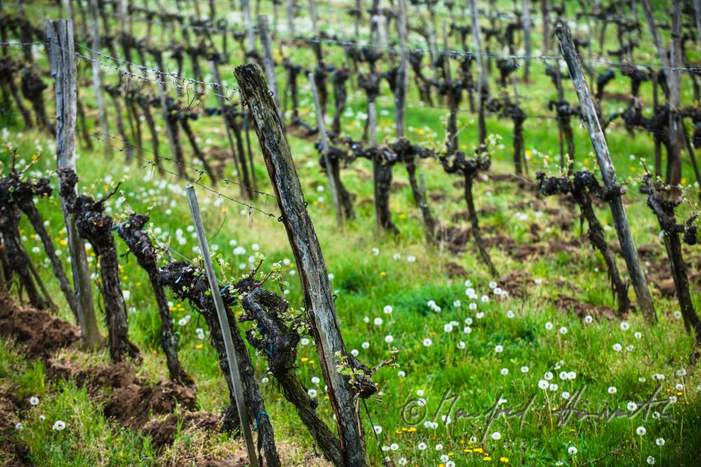 Weingarten mit jungen Trieben im Frühling