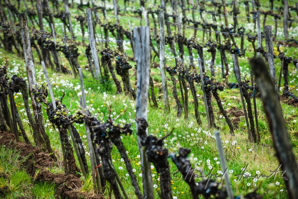 Weingarten mit jungen Trieben im Frühling