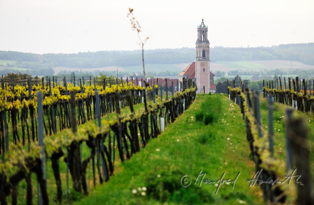 Blick über die frühlingshaften Weingärten zum Augustiner-Chorherren-Stift