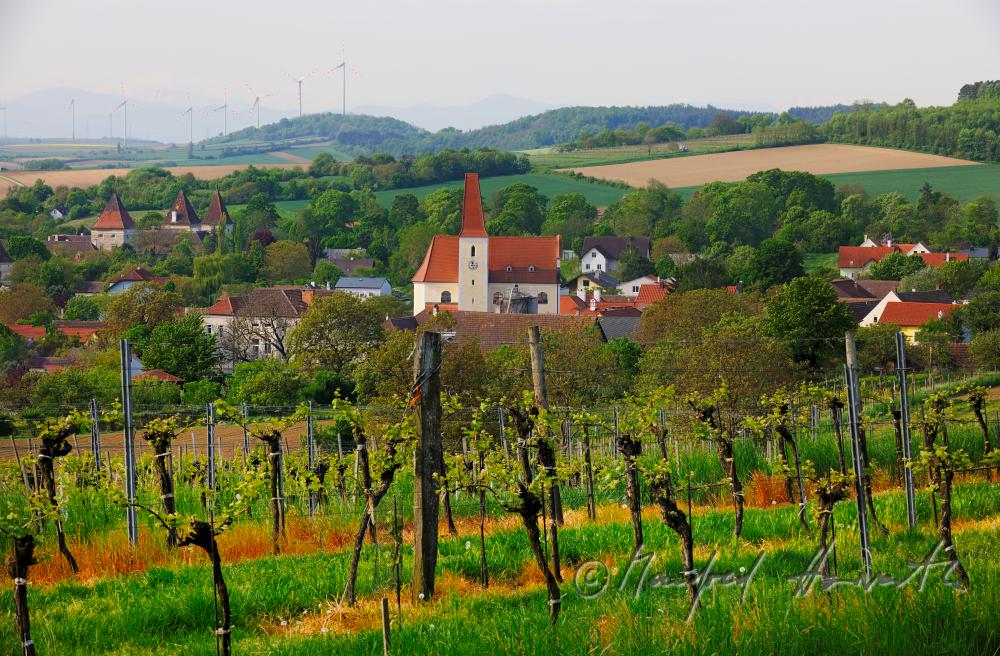 Blick über die frühlingshaften Weingärten