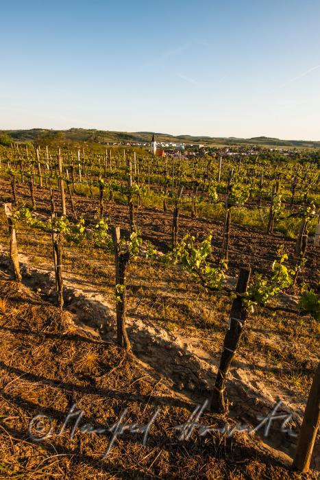 Weingarten mit jungen Trieben im Frühling