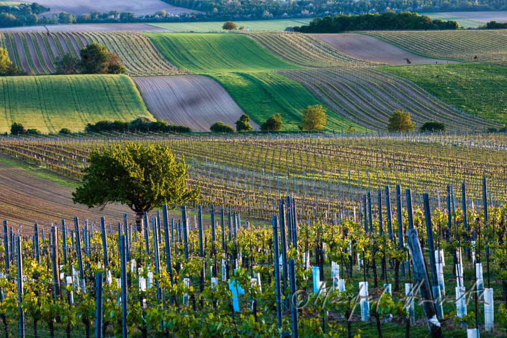 rollende Landschaft mit Weingärten