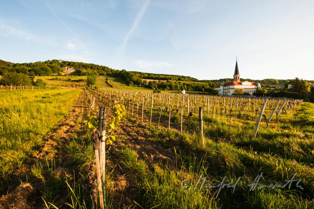 Schloss Gumpoldskirchen und Weinberge