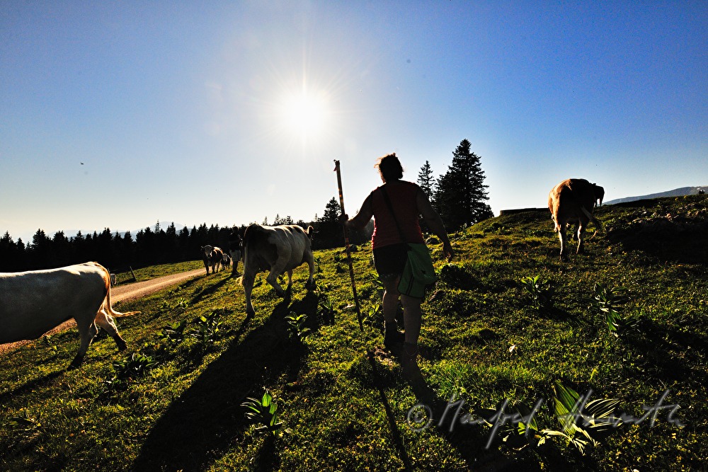 Kuh-Hüterin mit Kühen auf der Alm