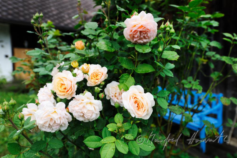 blühende englische Rose 