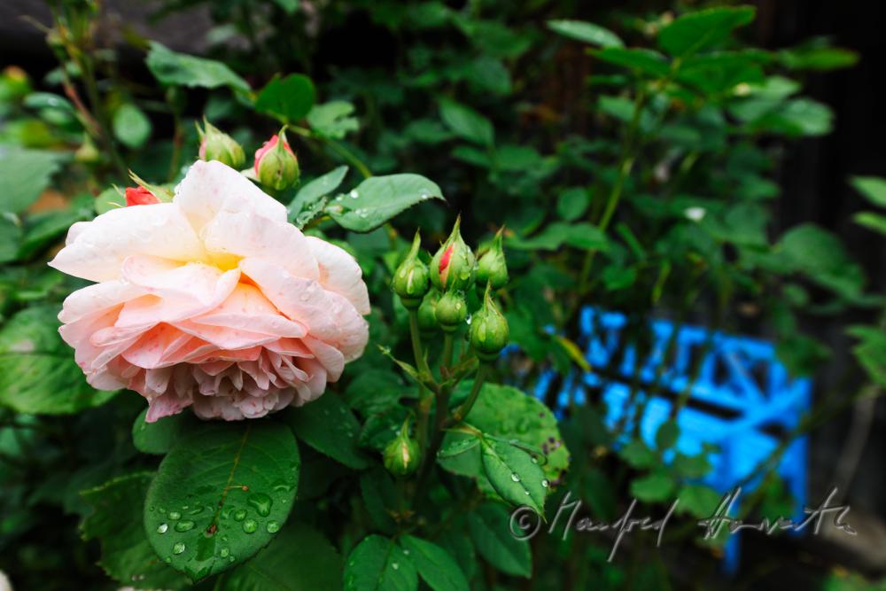 blühende englische Rose 