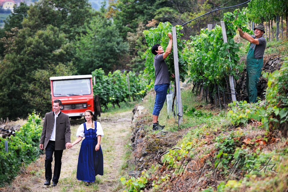 Spaziergänger in Wachauer Tracht gehen durch den Weingarten