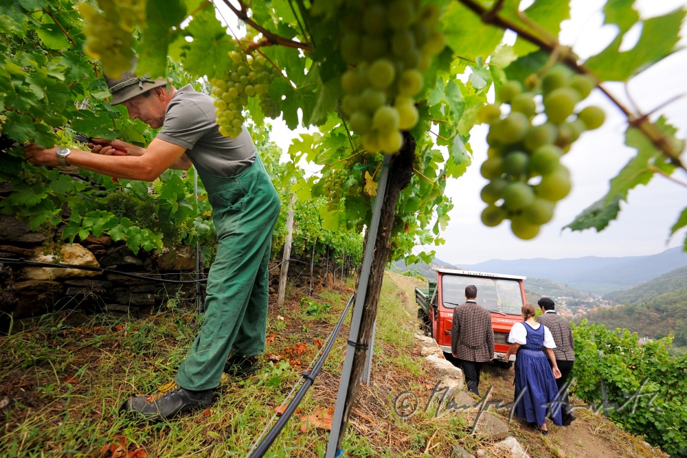 Spaziergänger in Wachauer Tracht gehen durch den Weingarten