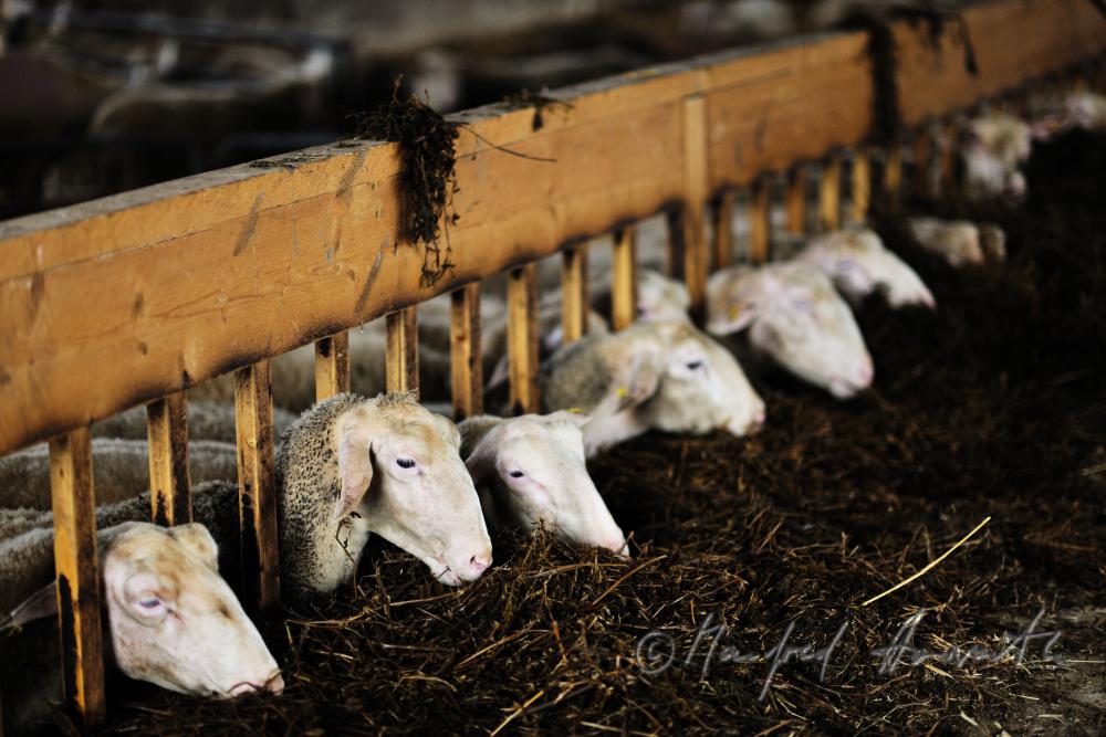 Schafe im Stall beim Fressen