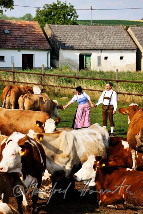 Bauern mit Rindern in Weinviertler Tracht