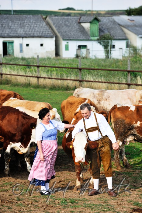 Bauern mit Rindern in Weinviertler Tracht