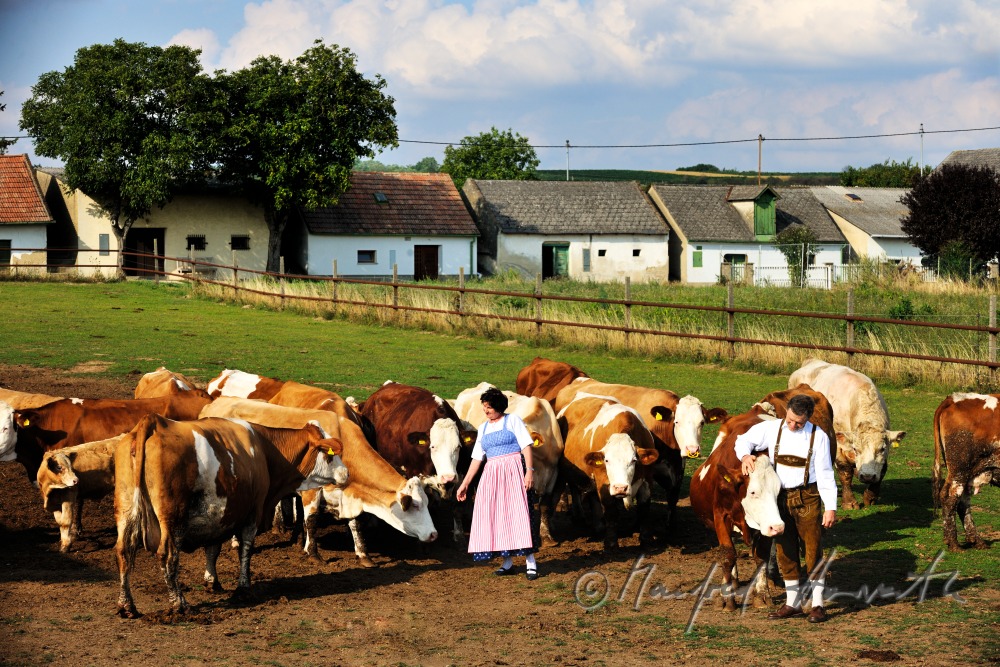 Bauern mit Rindern in Weinviertler Tracht