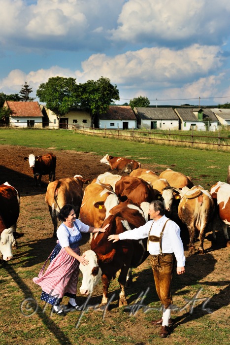 Bauern mit Rindern in Weinviertler Tracht