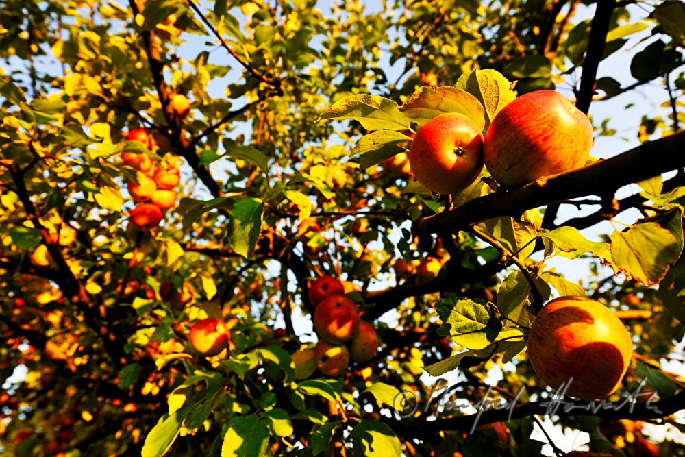 reife Äpfel auf einem herbstlich gefärbten Apfelbaum