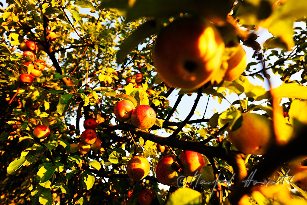 reife Äpfel auf einem herbstlich gefärbten Apfelbaum