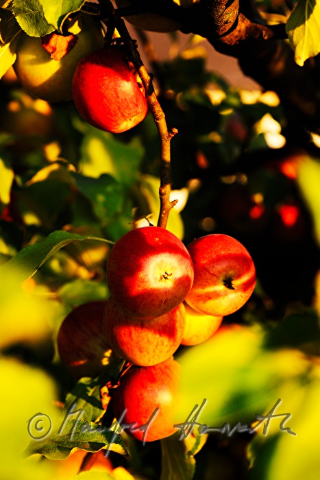 reife Äpfel auf einem herbstlich gefärbten Apfelbaum