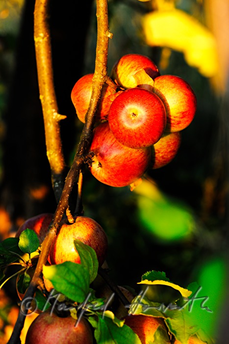 reife Äpfel auf einem herbstlich gefärbten Apfelbaum