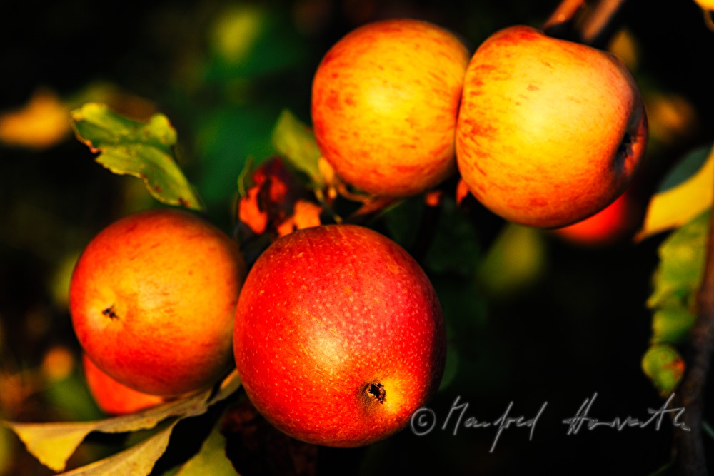 reife Äpfel auf einem herbstlich gefärbten Apfelbaum