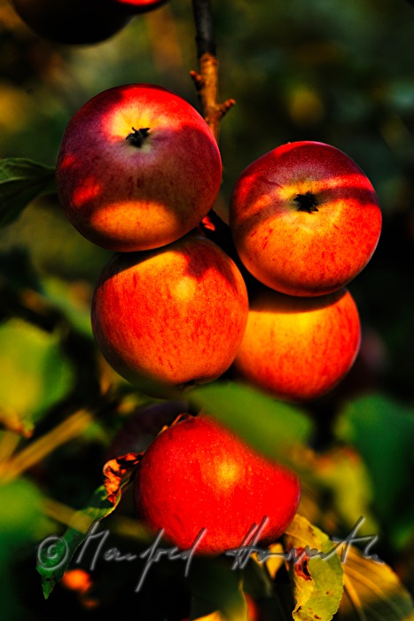 reife Äpfel auf einem herbstlich gefärbten Apfelbaum