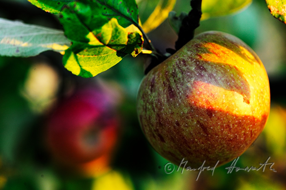 reife Äpfel auf einem herbstlich gefärbten Apfelbaum